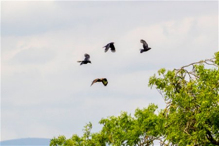 Fauna Birds