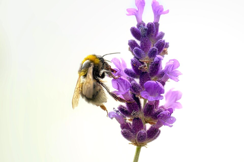 Macro pollen close up photo