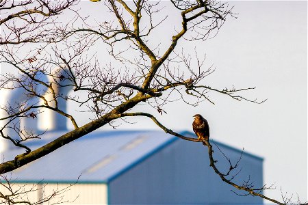 Fauna Birds