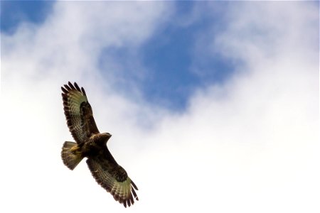 Fauna Birds
