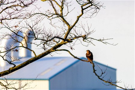 Fauna Birds