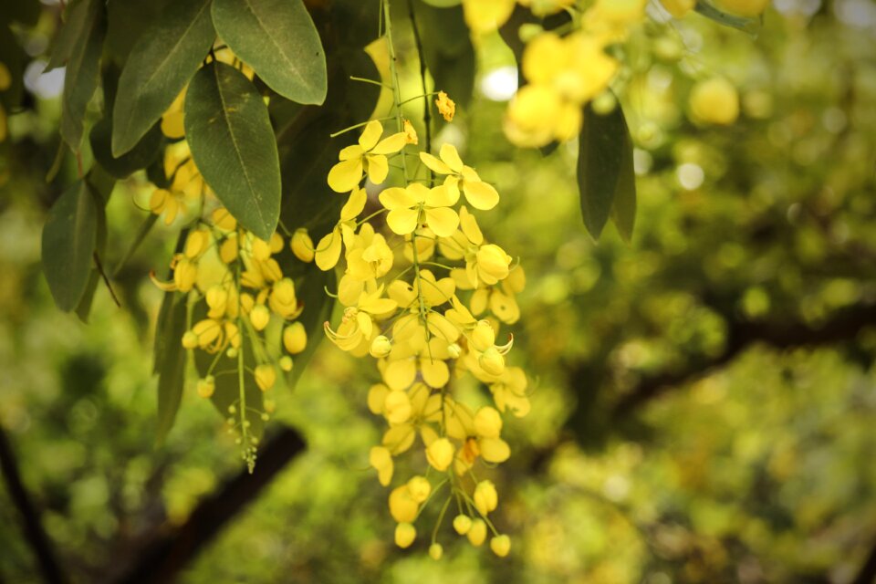Plant blossom petals