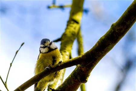 Fauna Birds