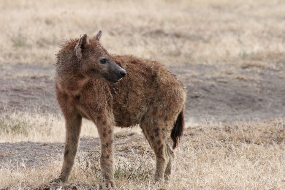 Wildlife nature wild