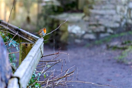 Fauna Birds