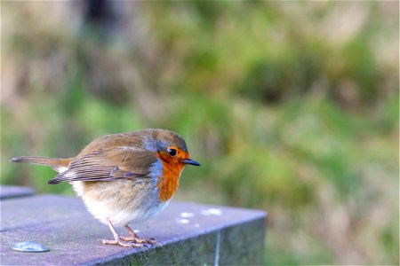Fauna Birds