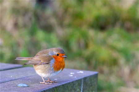 Fauna Birds