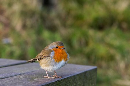 Fauna Birds