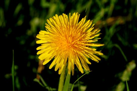 Plant summer blossom photo