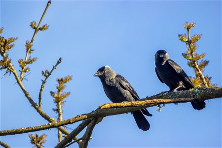 Fauna Birds