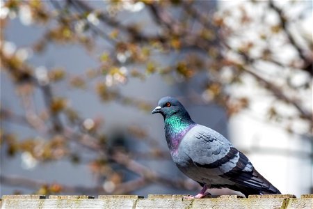 Fauna Birds