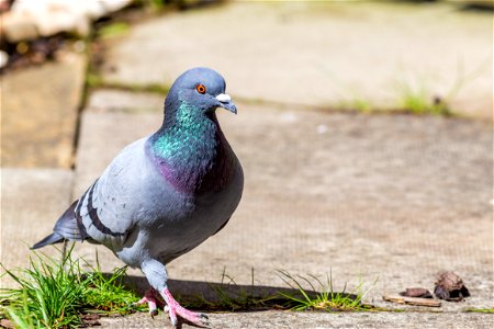 Fauna Birds