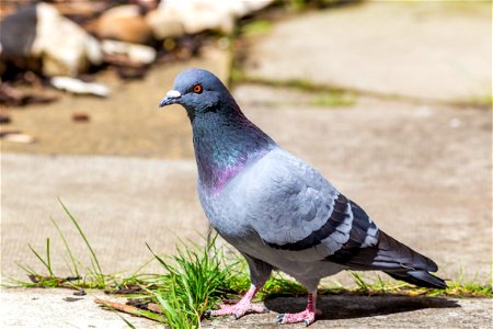 Fauna Birds