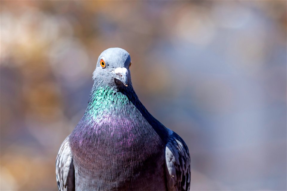 Fauna Birds
