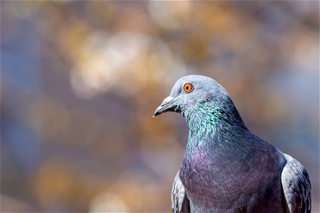 Fauna Birds