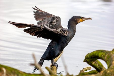 Fauna Birds