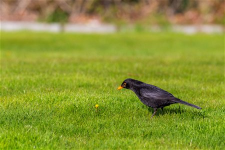 Fauna Birds