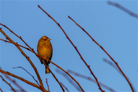Fauna Birds