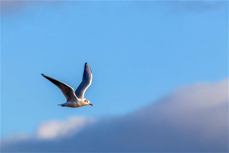 Fauna Birds