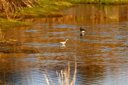 Fauna Birds photo