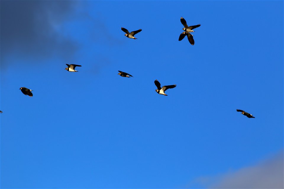 Fauna Birds