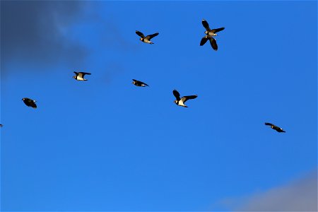 Fauna Birds photo