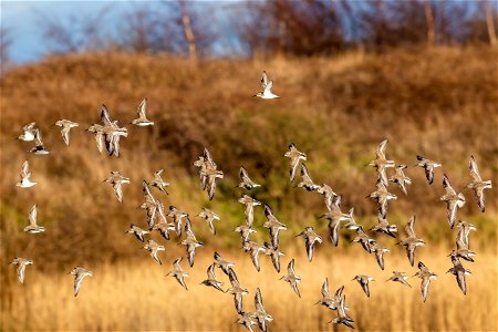 Fauna Birds