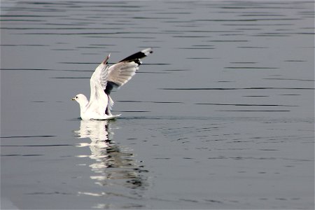 Fauna Birds photo