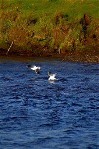 Fauna Birds