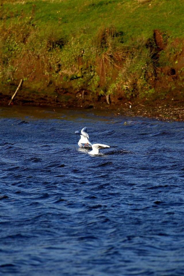 Fauna Birds