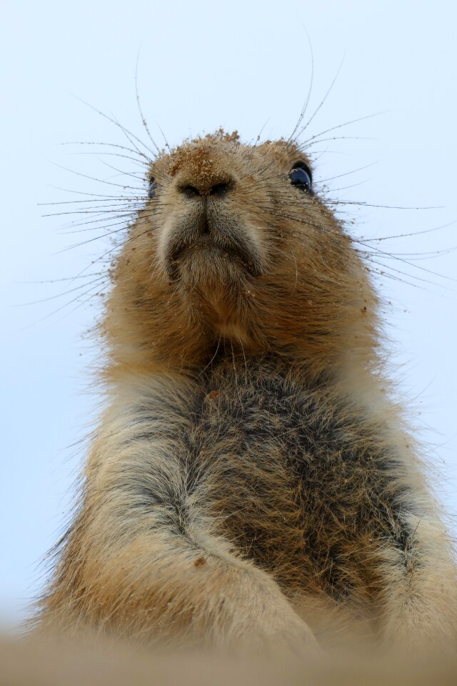 Rodent mammal fauna