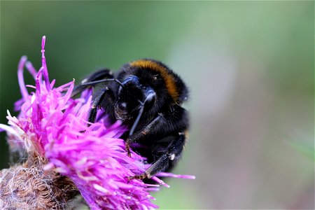 Fauna Insects