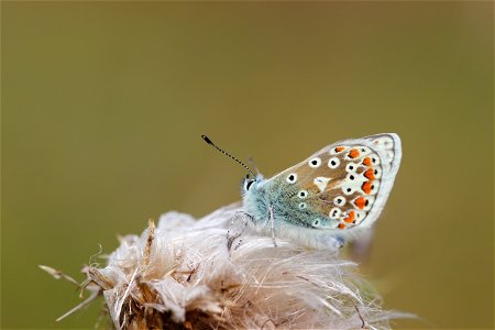Fauna Insects