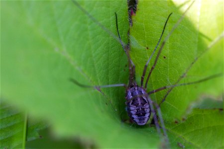 Fauna Insects