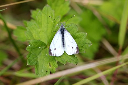 Fauna Insects