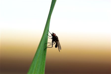 Fauna Insects