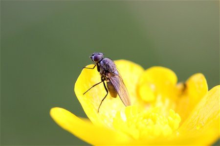 Fauna Insects