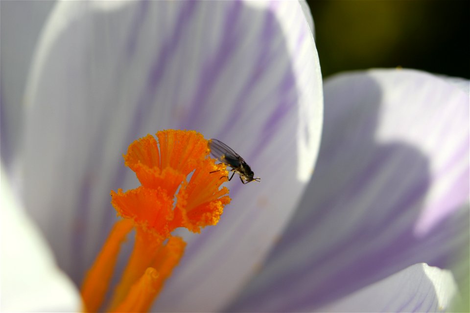 Fauna Insects