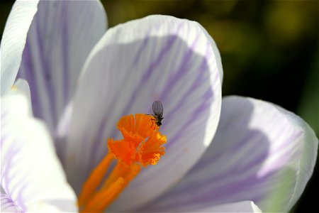 Fauna Insects