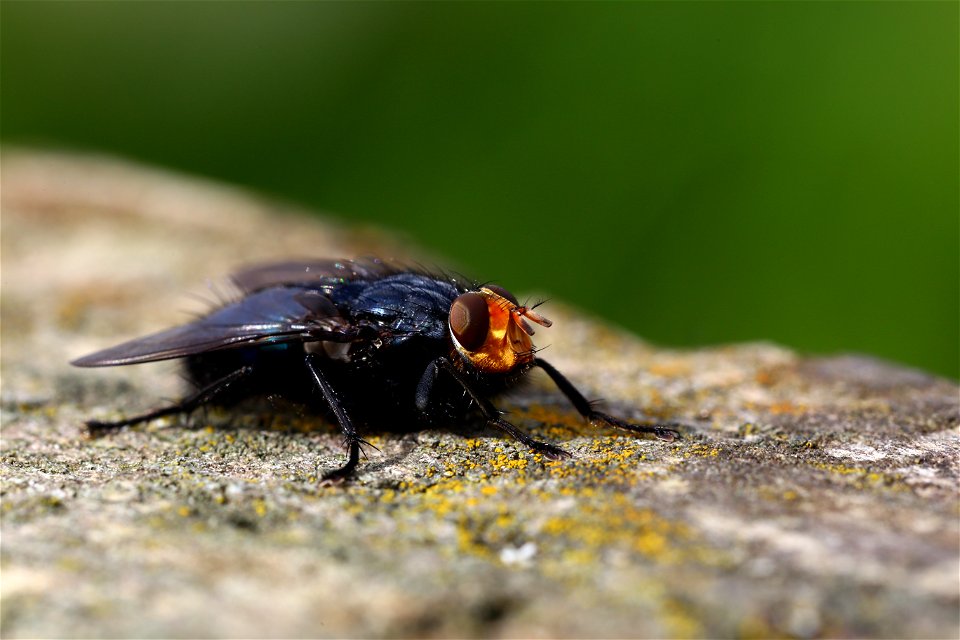 Fauna Insects