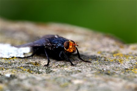 Fauna Insects