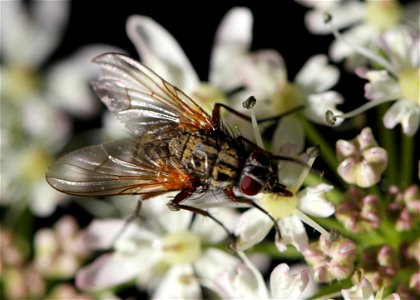 Fauna Insects