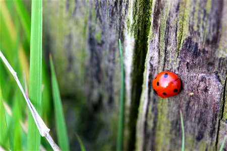 Fauna Insects