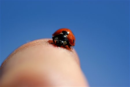 Fauna Insects