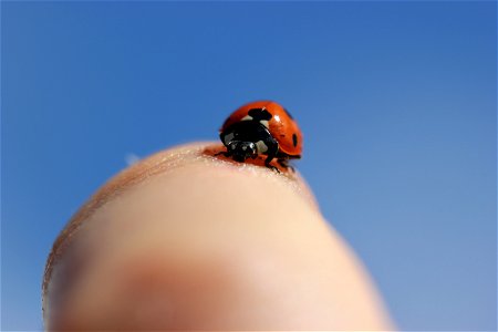 Fauna Insects
