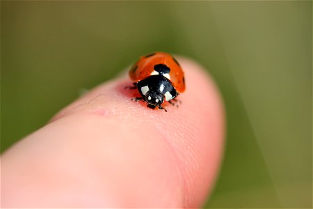 Fauna Insects