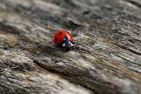 Fauna Insects