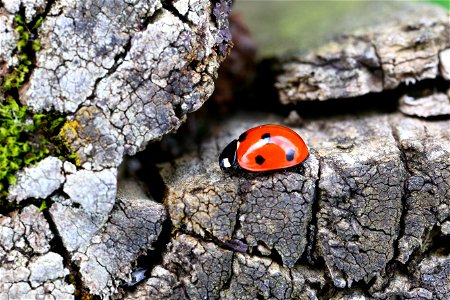 Fauna Insects