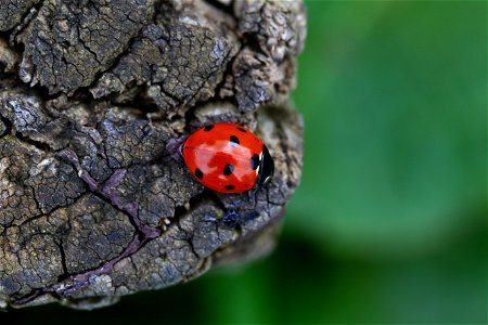 Fauna Insects