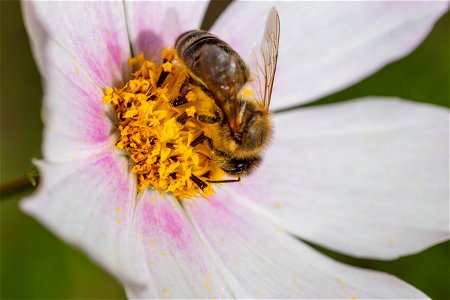 Fauna Insects